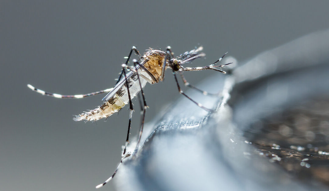 Dengue no condomínio: como combater 