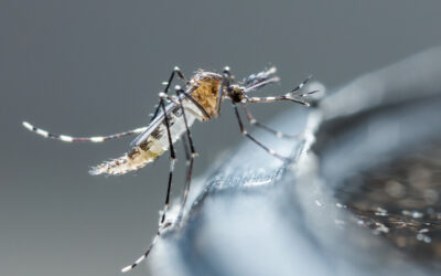 Dengue no condomínio: como combater 